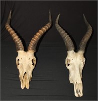 A pair of 24" long Real African Antelope Horns