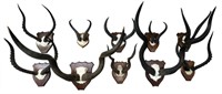 Mounted African Animal Horns