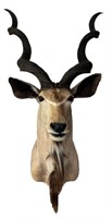 African Kudu Shoulder Mount