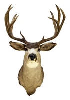 Mule Deer Shoulder Mount