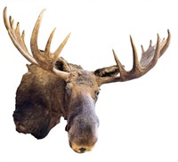 Bull Moose Shoulder Mount