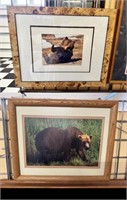 Framed Bear Photos