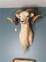 DALL SHEEP TAXIDERMY SHOULDER MOUNT