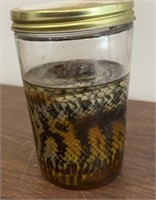 Rattlesnake Skin with Rattles in Jar - Preview