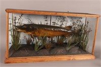 Late Victorian Taxidermy Pike,
