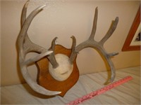 Whitetail Deer Antler Taxidermy Wall Mount