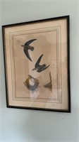 Antique 1860 John J  Audubon Swift bird print