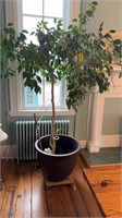 Small potted tree in the dining room in a large