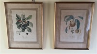 Pair of antique framed fruit engraved prints,