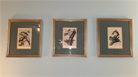 3 framed JJ Audubon, squirrel engravings circa