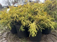 10 1gal pots of gold mop shrubs