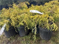 10 1gal pots of gold mop shrubs