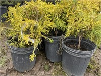 10 1gal pots of gold mop shrubs