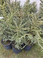 10 3gal pots of Norway spruce trees