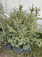 10 3gal pots of Norway spruce trees