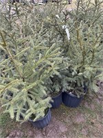 10 3gal pots of Norway spruce trees