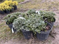 10 1gal pots blue rug juniper shrubs