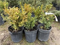 5 1gal pots of green mountain boxwood shrubs