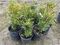 10 1gal pots of green mountain boxwood shrubs