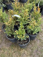 10 1gal pots of green mountain boxwood shrubs