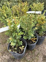 10 1gal pots of green mountain boxwood shrubs