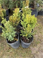 10 1gal pots of green mountain boxwood shrubs