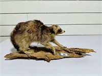 Taxidermy Raccoon
