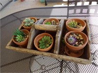 antique wooden tray w/ succulents