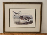 Wigeon Duck Framed Print  21.5 x 17.5