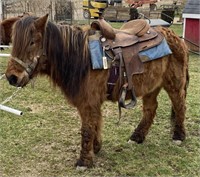 Female Farm Pony, Age Unknown.