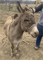 Bethlehem Donkey, Female