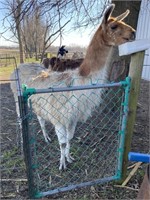 Female Llama, Bred. Age Unknown.