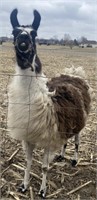 Female Llama. Age Unknown.