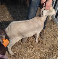 Goat Doe (001) bred
