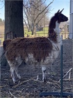 Female Llama, Age Unknown.