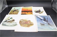 (8) Waterfowl Print Pictures
