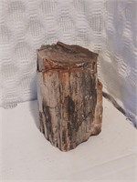 Polished petrified wood fossil