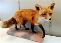 Taxidermy Mounted Red Fox