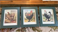 Three rooster and chicken framed prints,