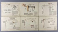 Female Anatomy Anatomical Charts