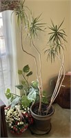 Tall potted plant, 2 artificial plants