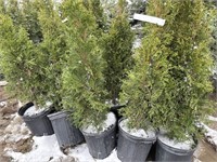 10 2gal pots of emerald cedars