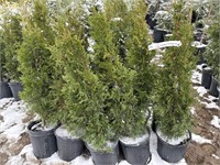 10 2gal pots of emerald cedars