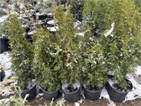 10 2gal pots of emerald cedars