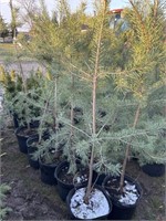 10 5gal pots of scots pine