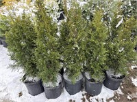 10 2gal pots of emerald cedars