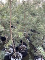 10 5gal pots of scots pine
