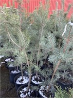 10 5gal pots of scots pine