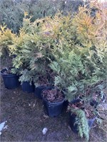 10 2 gal pots of black cedar