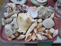 Tray of Sea Shells.